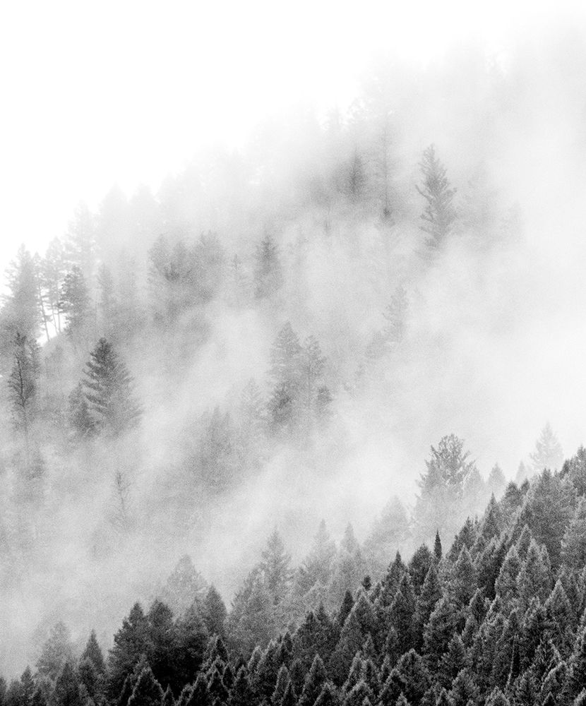 Wyoming-Hoback-clouds intermingling with evergreens on rainy morning in black and white